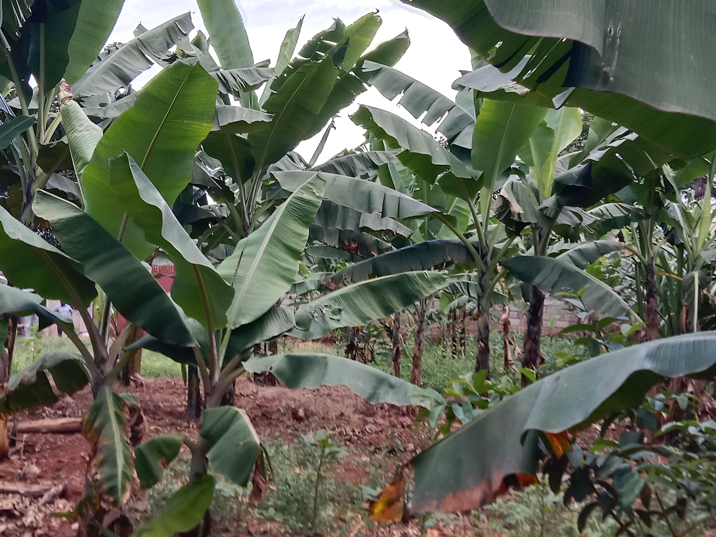 Multipurpose space for sale in Seguku Wakiso Uganda
