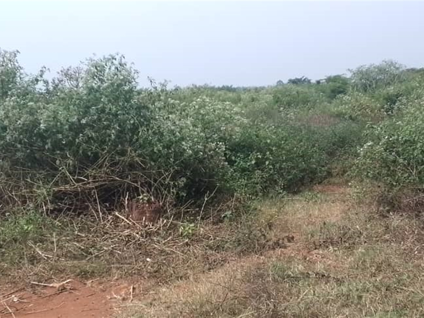 Residential land for sale in Kabunyata Luweero Uganda