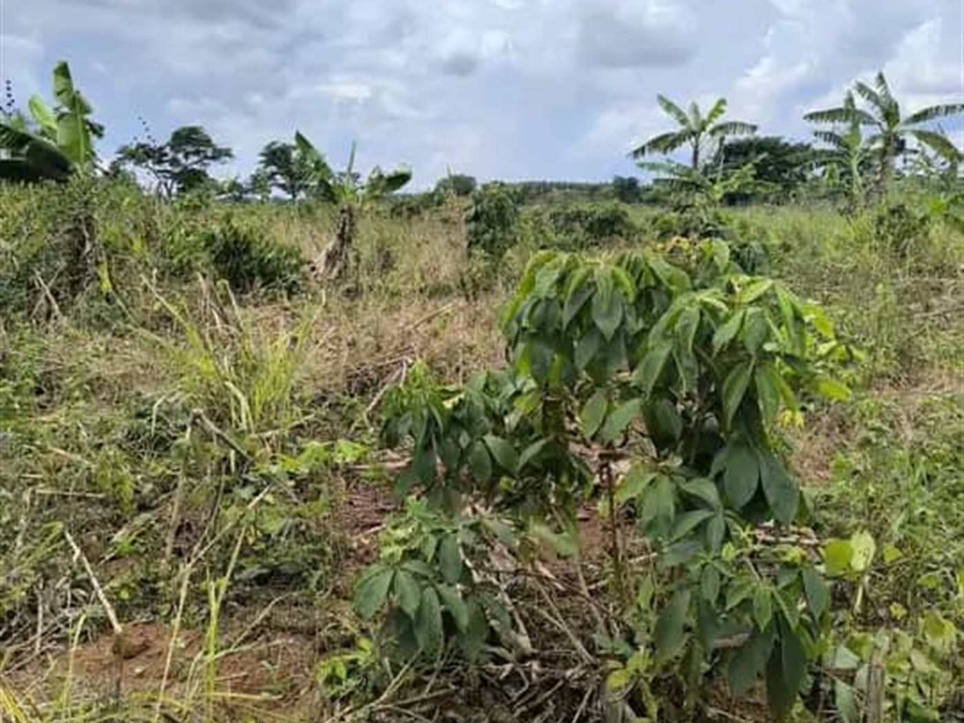 Residential land for sale in Kakoonge Luweero Uganda