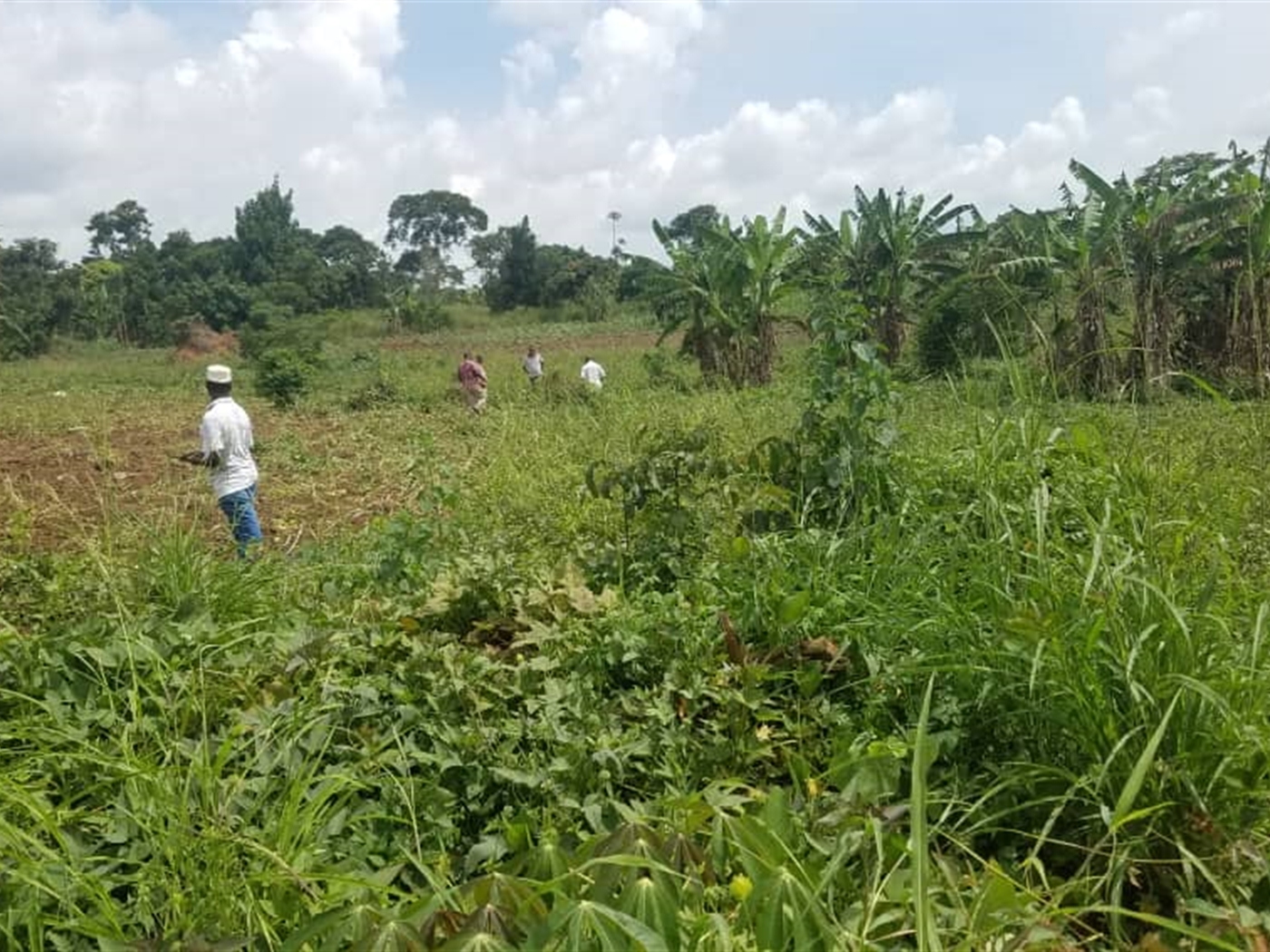 Residential land for sale in Bugema Wakiso Uganda