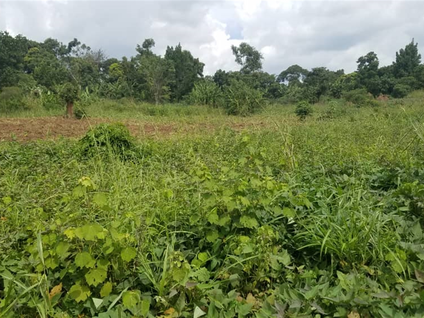 Residential land for sale in Bugema Wakiso Uganda