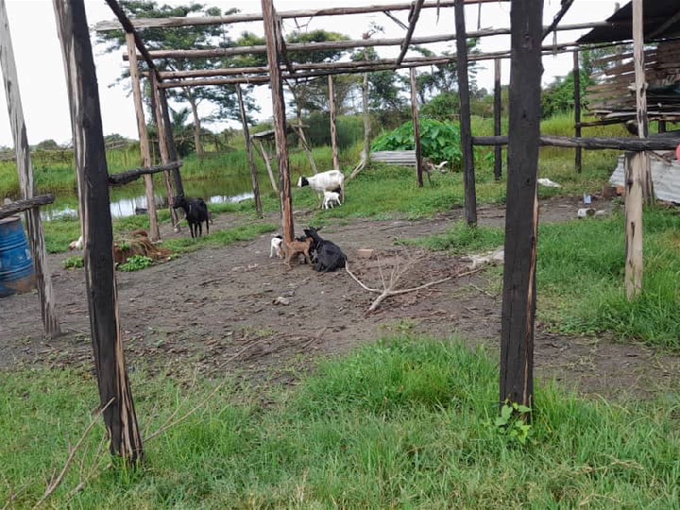Agricultural land for sale in Kikube Luweero Uganda