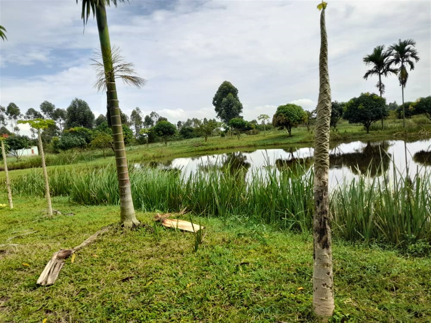 Agricultural land for sale in Kikube Luweero Uganda