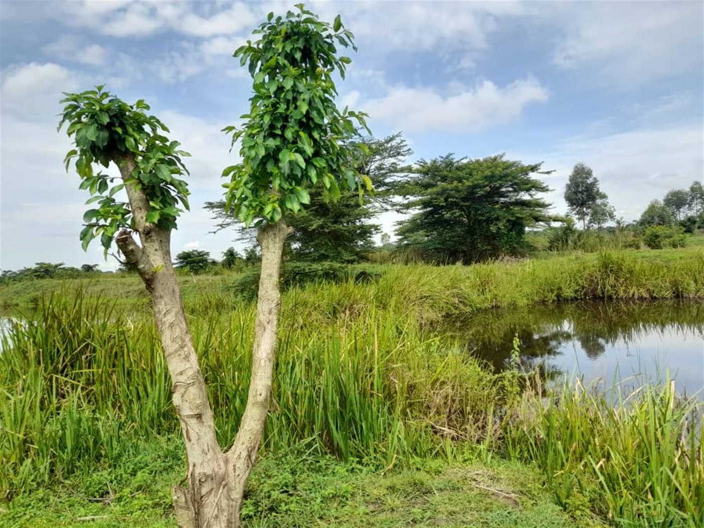 Agricultural land for sale in Kikube Luweero Uganda
