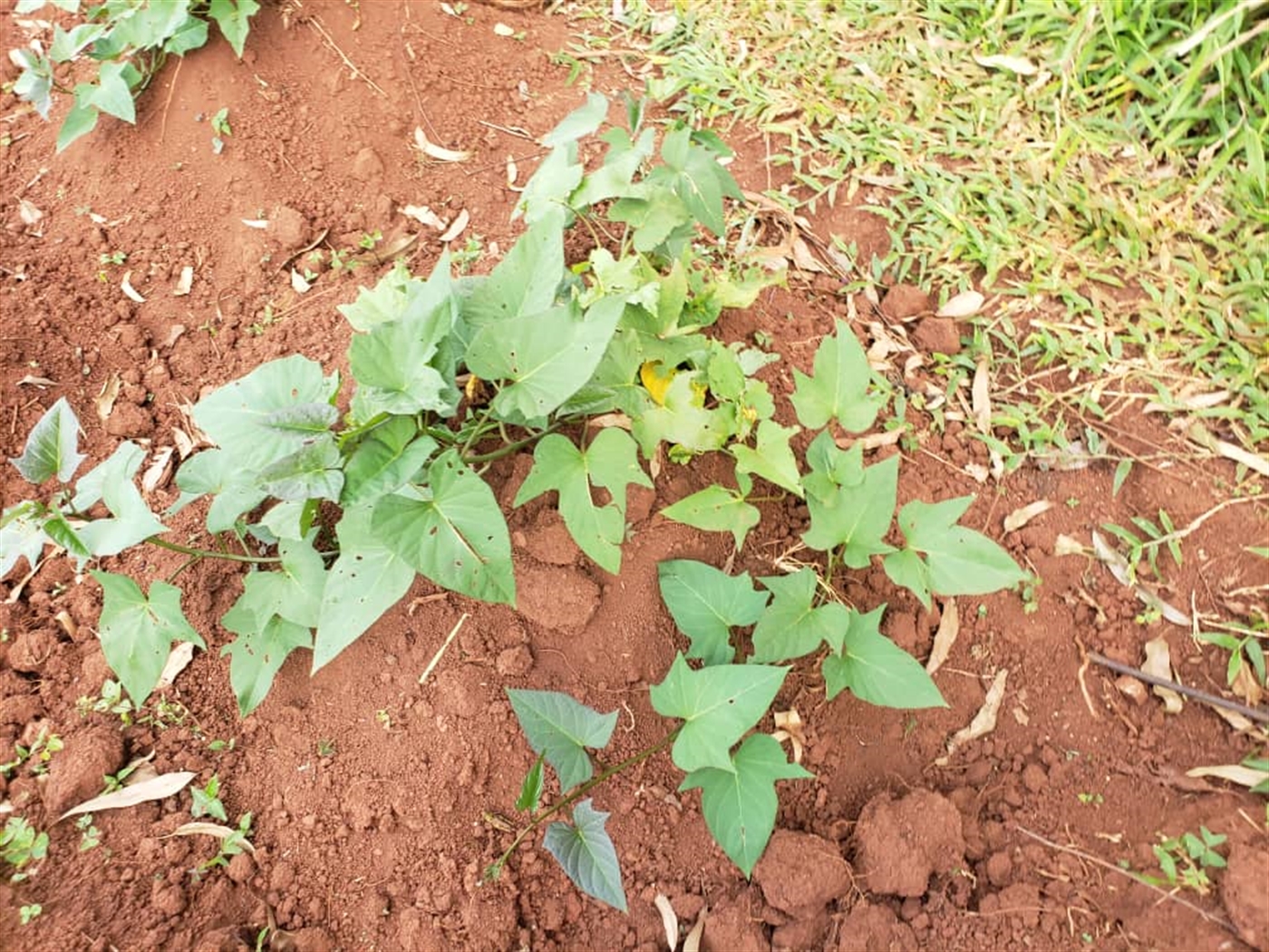 Residential land for sale in Lugazi Jinja Uganda