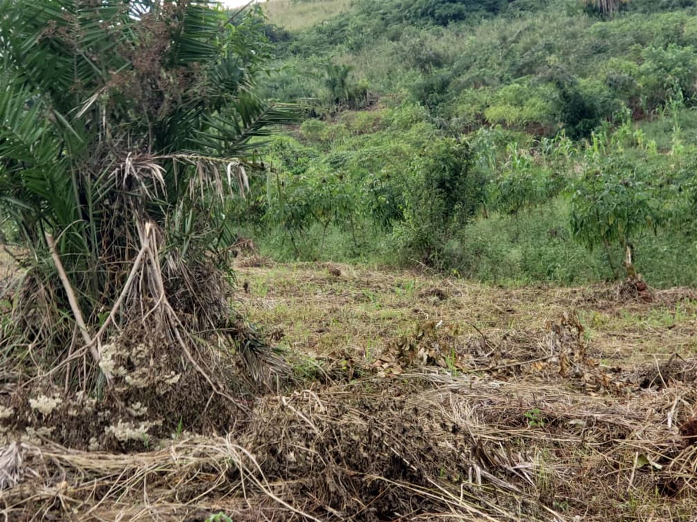 Residential land for sale in Lugazi Jinja Uganda