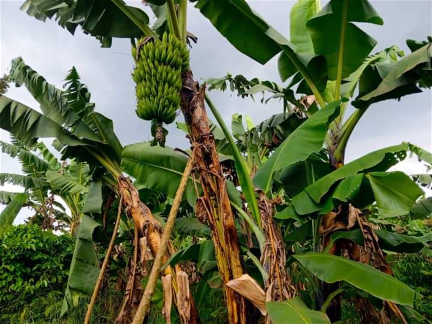 Residential land for sale in Matugga Wakiso Uganda
