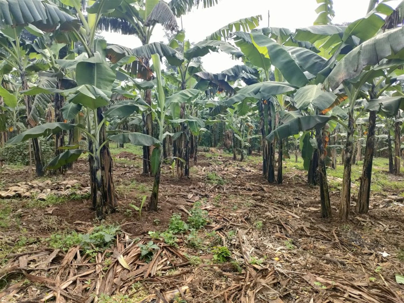 5 bedroom Storeyed house for sale in Katubwe Wakiso Uganda