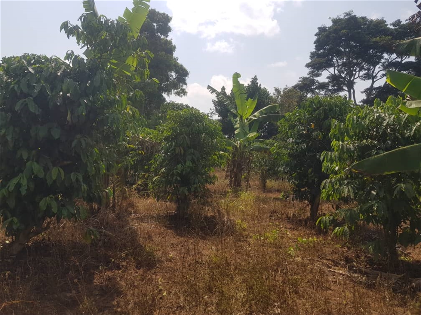 Residential land for sale in Bombo Luweero Uganda