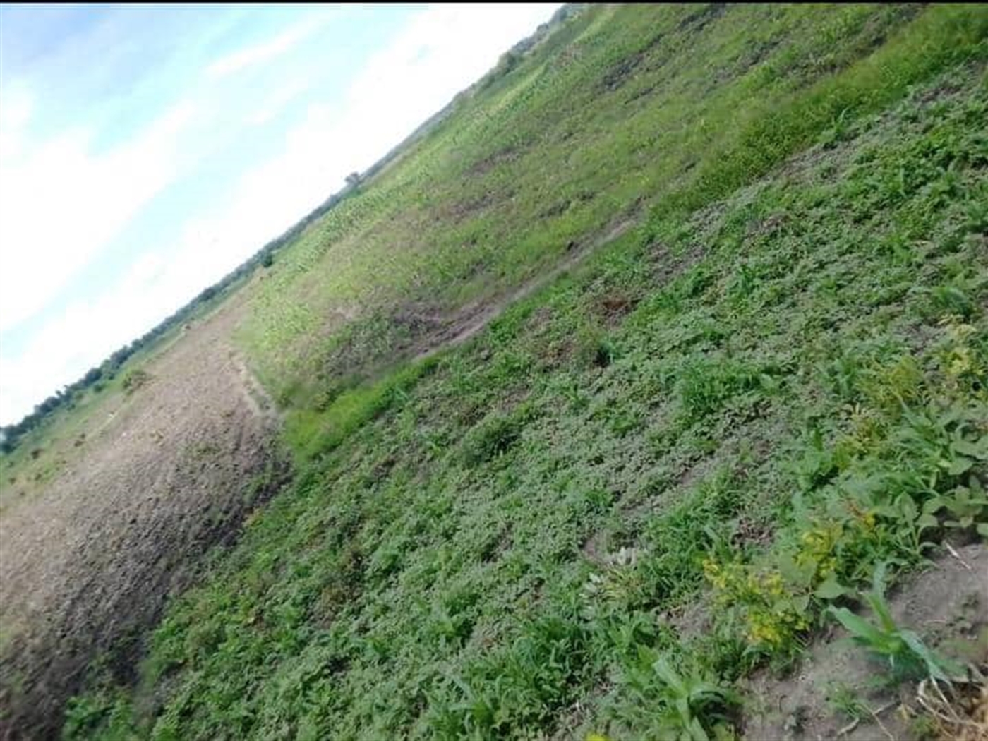 Residential land for sale in Bugerere Kayunga Ugan...