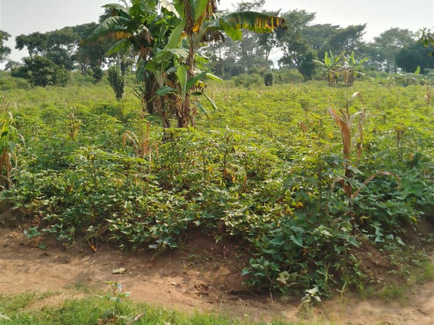 Residential land for sale in Bukasa Wakiso Uganda