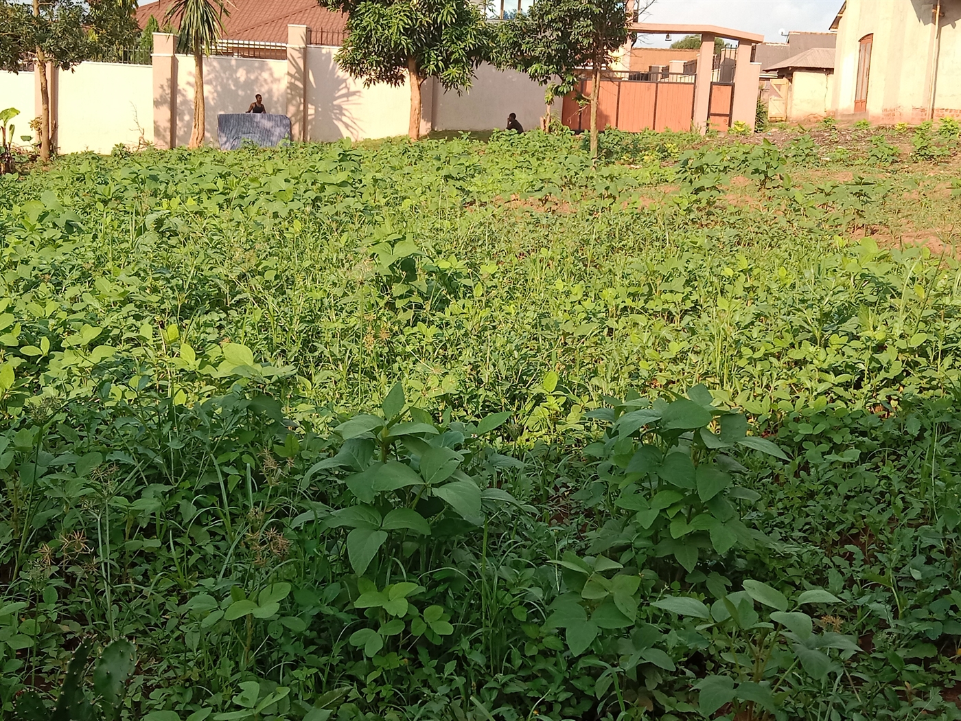 Residential land for sale in Bukoto Kampala Uganda