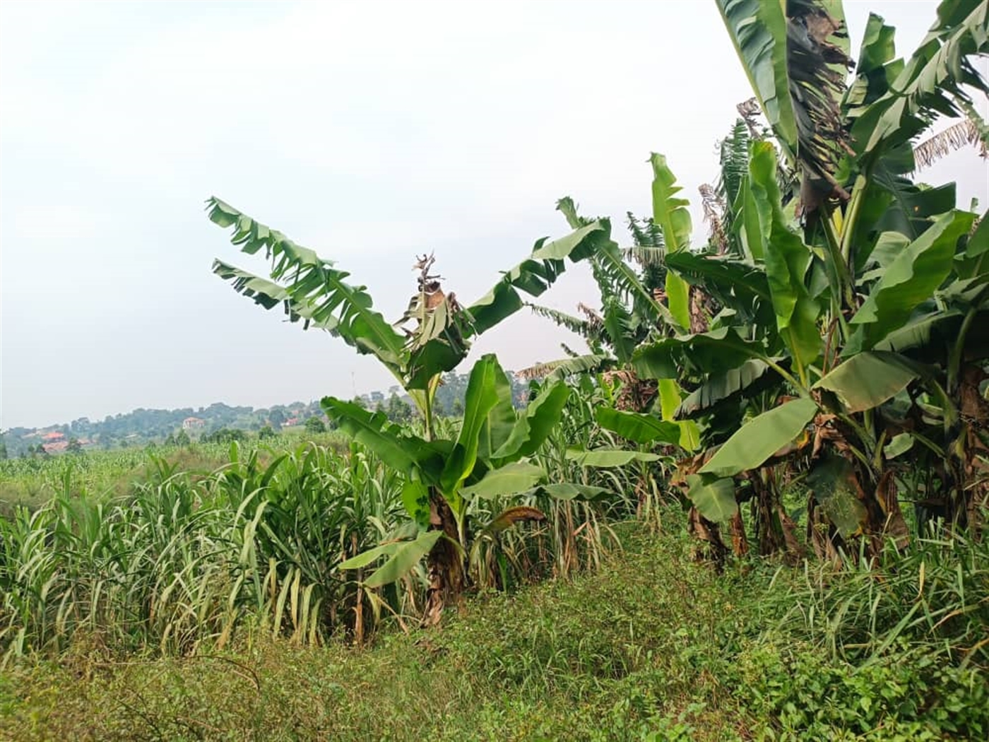 Residential land for sale in Kira Wakiso Uganda