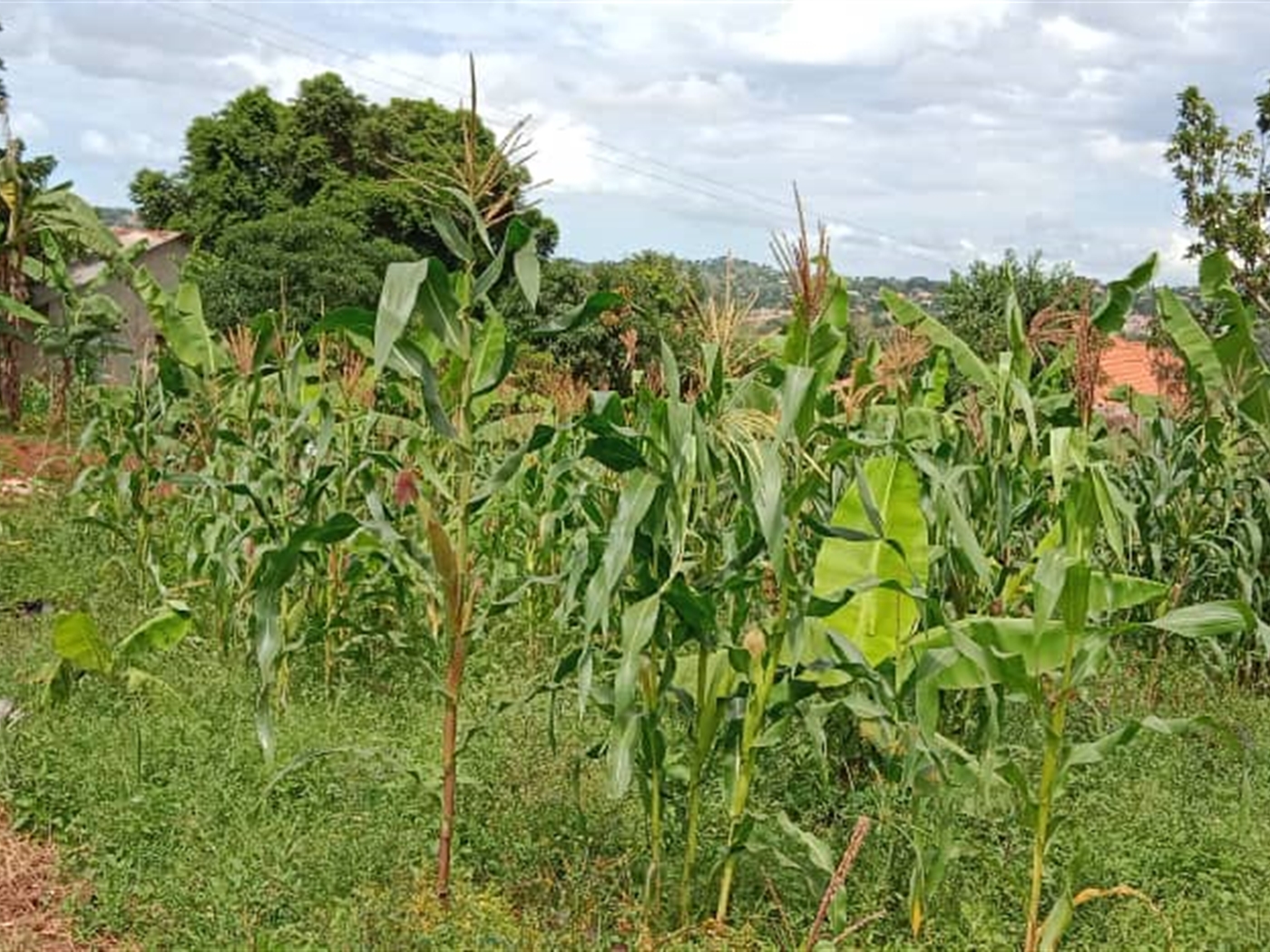 Residential land for sale in Akright Wakiso Uganda