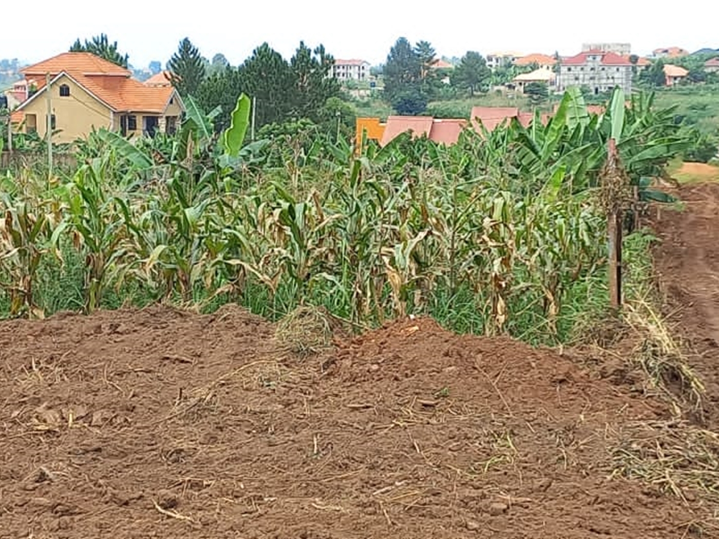 Residential land for sale in Kira Wakiso Uganda