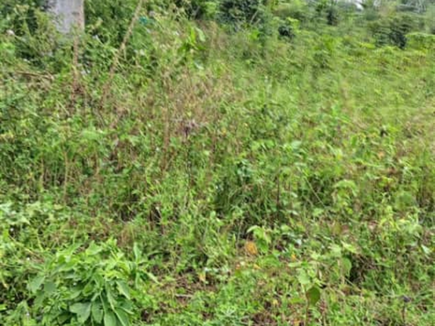Residential land for sale in Garuga Wakiso Uganda