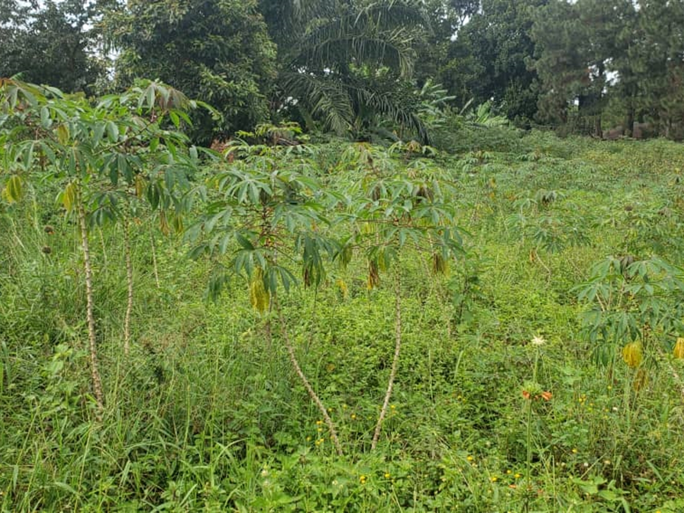 Residential land for sale in Garuga Wakiso Uganda