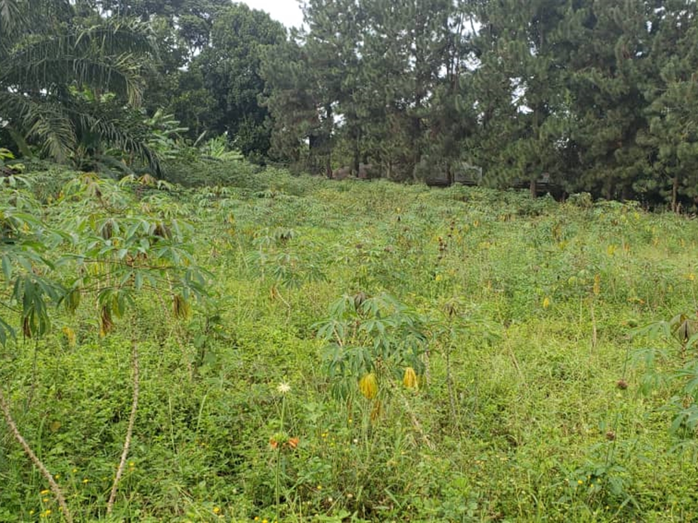 Residential land for sale in Garuga Wakiso Uganda