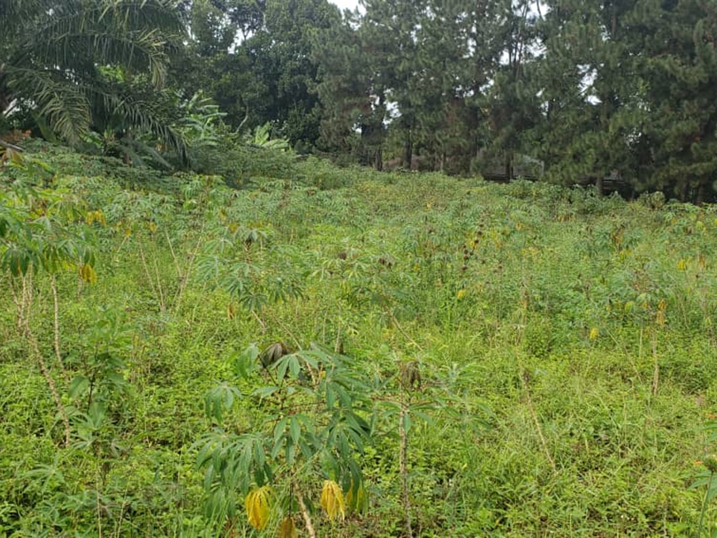 Residential land for sale in Garuga Wakiso Uganda