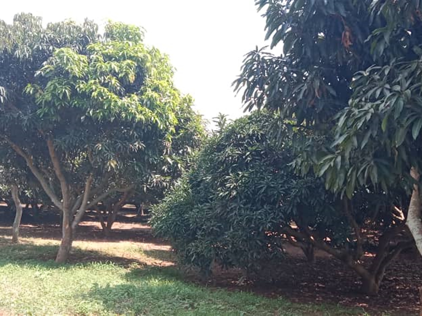 Residential land for sale in Garuga Wakiso Uganda