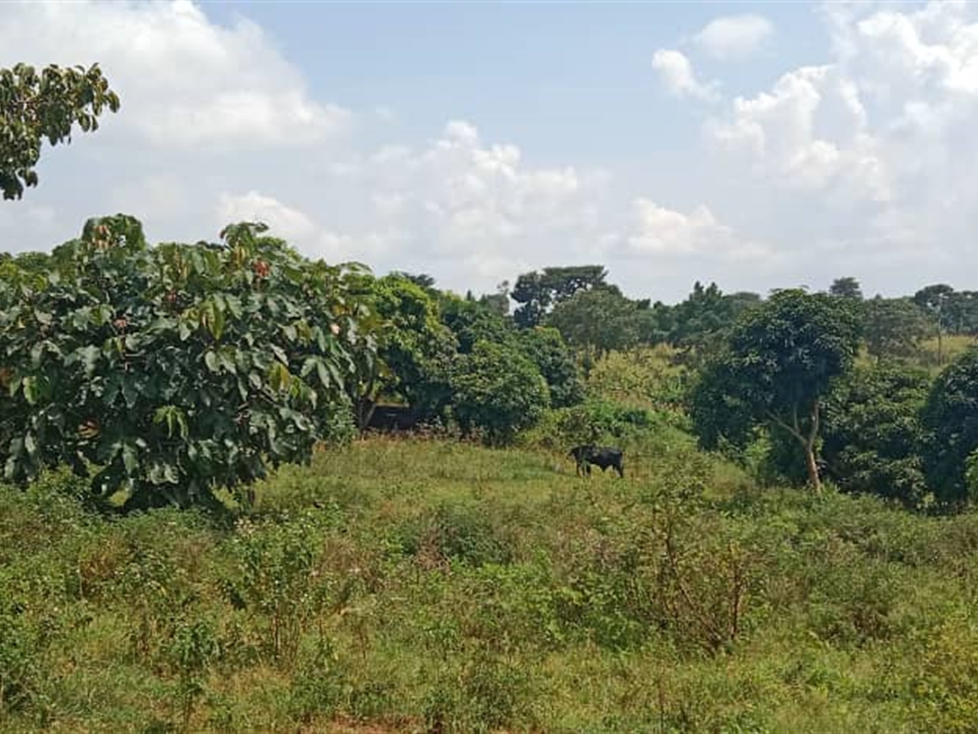 Residential land for sale in Garuga Wakiso Uganda