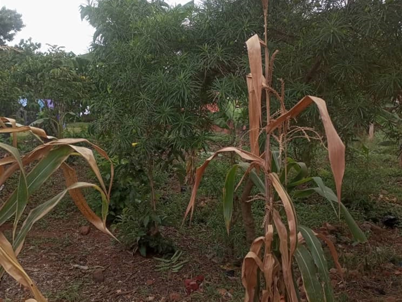 Residential land for sale in Kisaasi Kampala Uganda