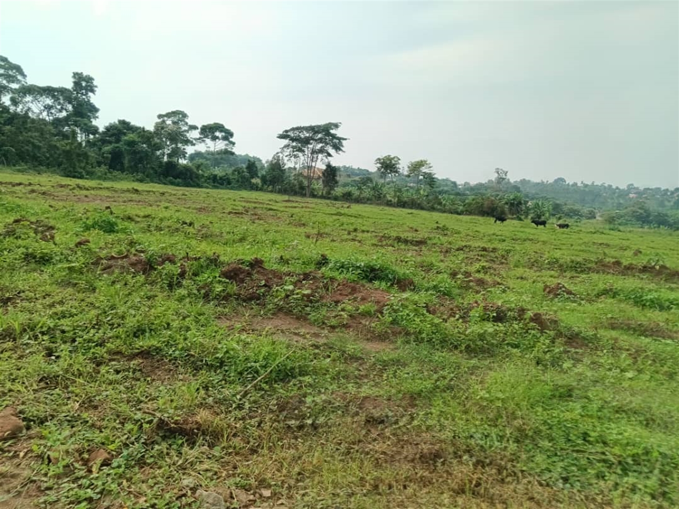 Residential land for sale in Namugongo Wakiso Uganda