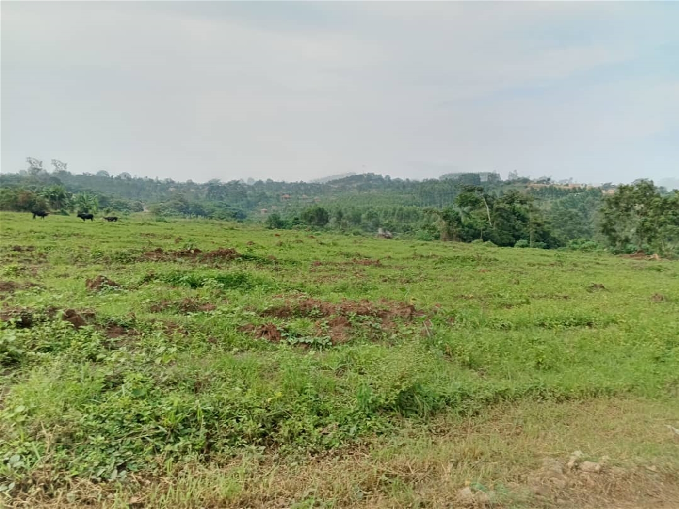 Residential land for sale in Namugongo Wakiso Ugan...