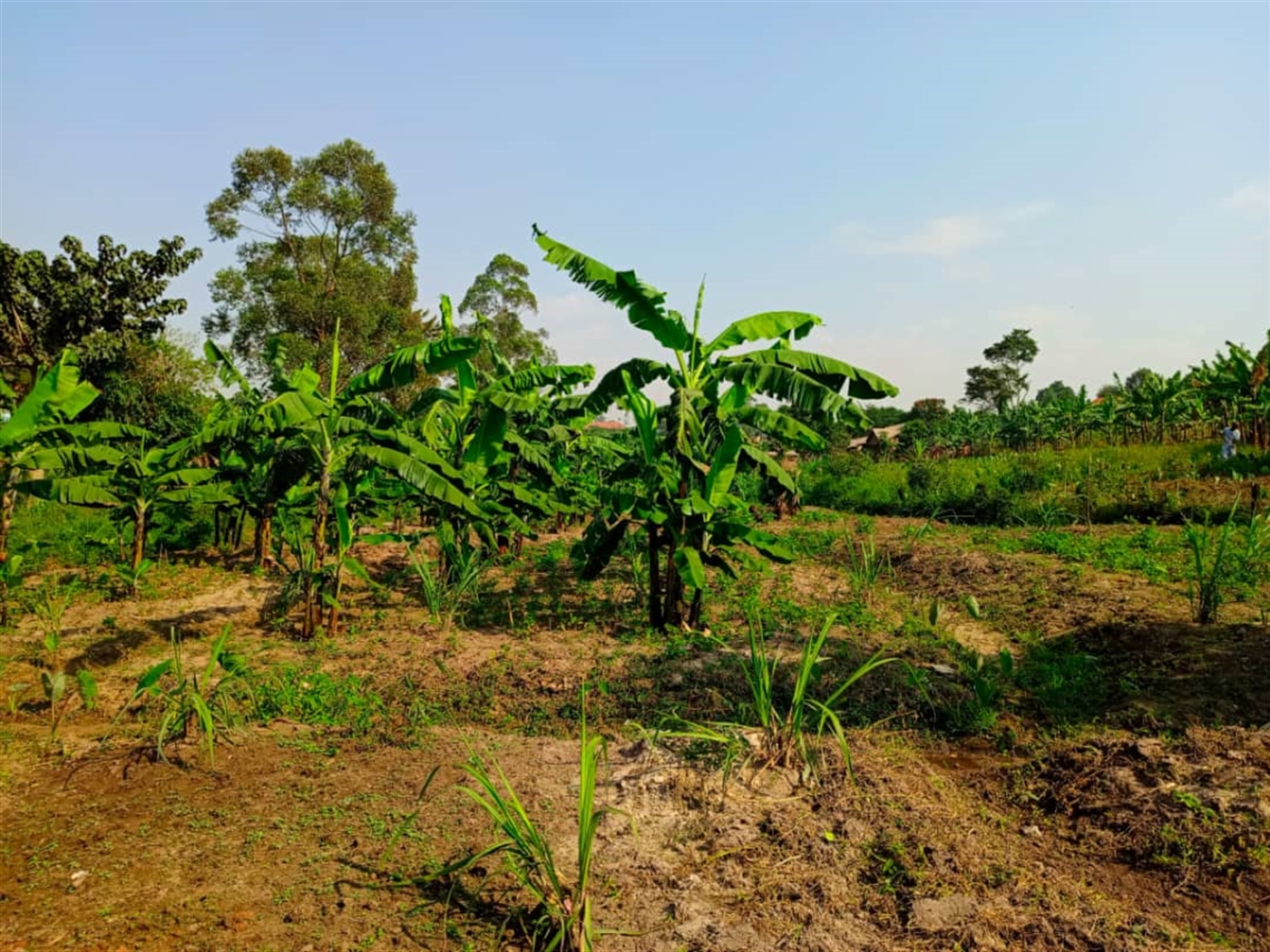 Residential land for sale in Namugongo Wakiso Uga...