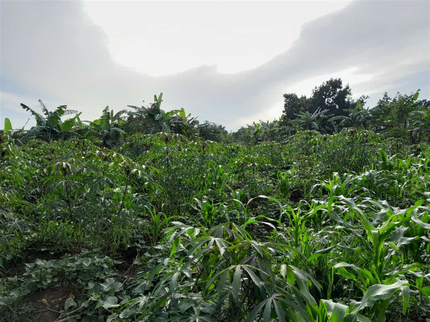 Residential land for sale in Namugongo Wakiso Ugan...