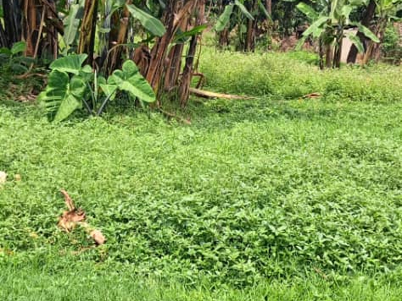 Residential land for sale in Kisaasi Wakiso Uganda