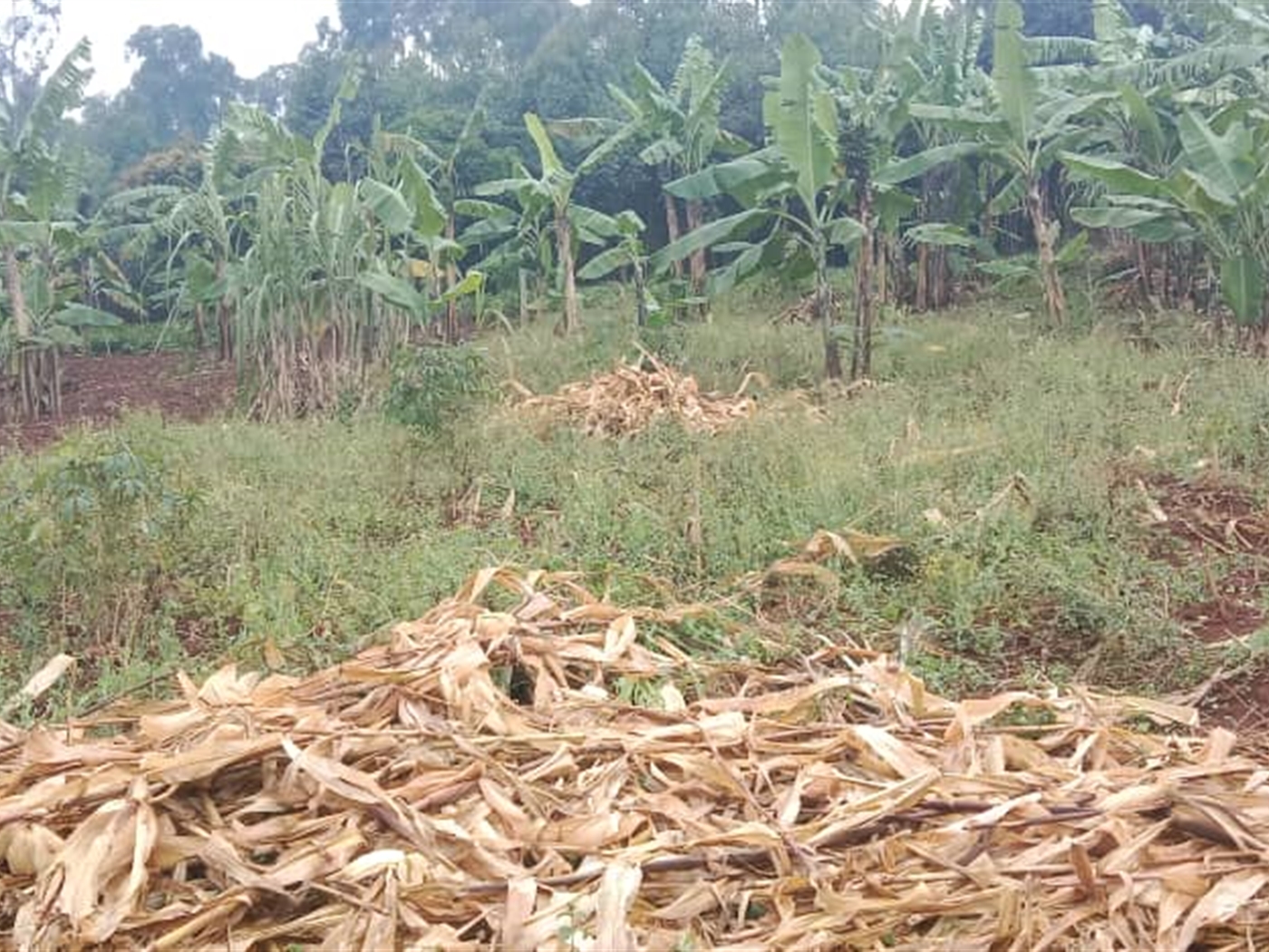 Residential land for sale in Seguku Wakiso Uganda