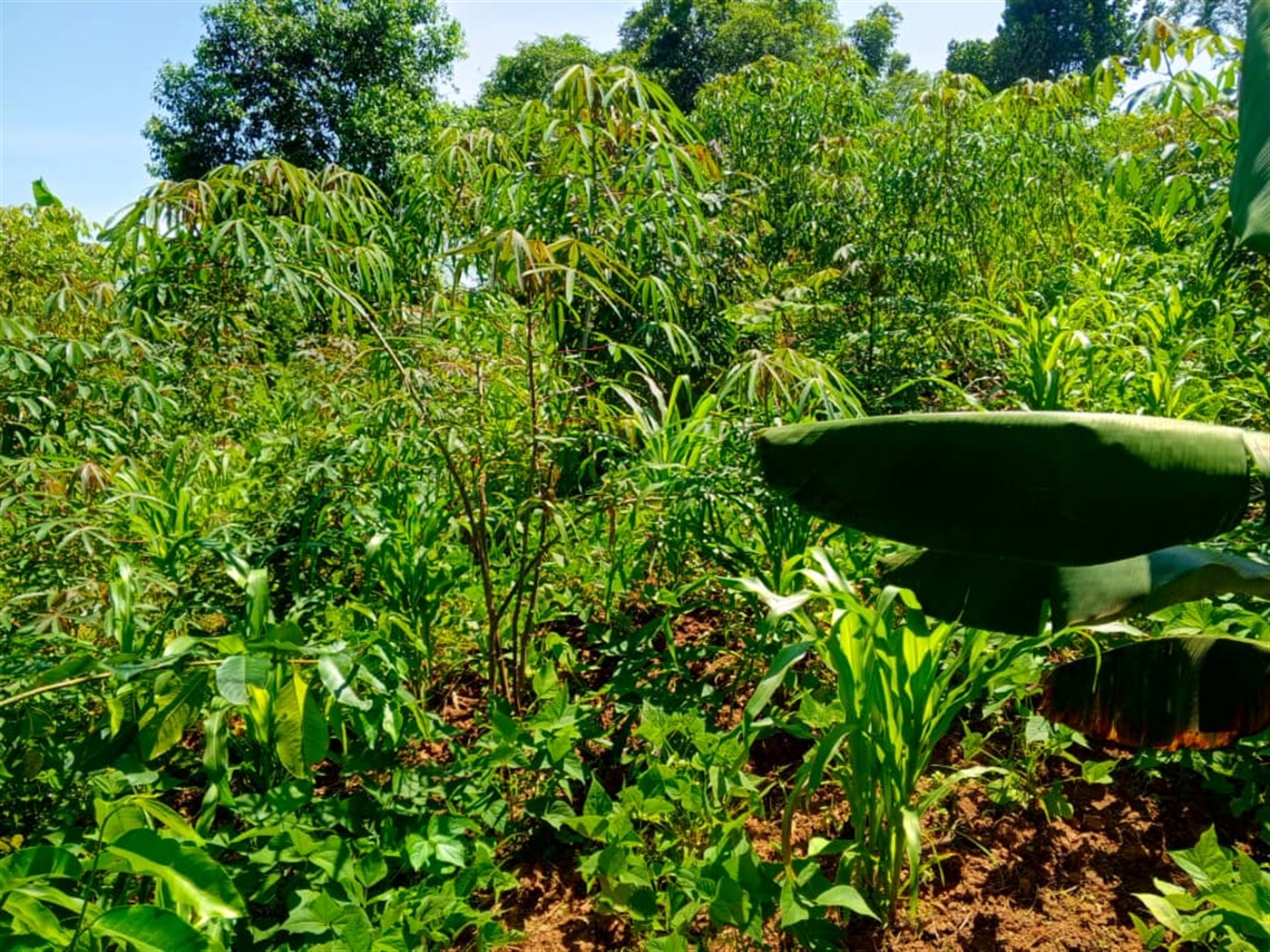 Residential land for sale in Matugga Wakiso Uganda