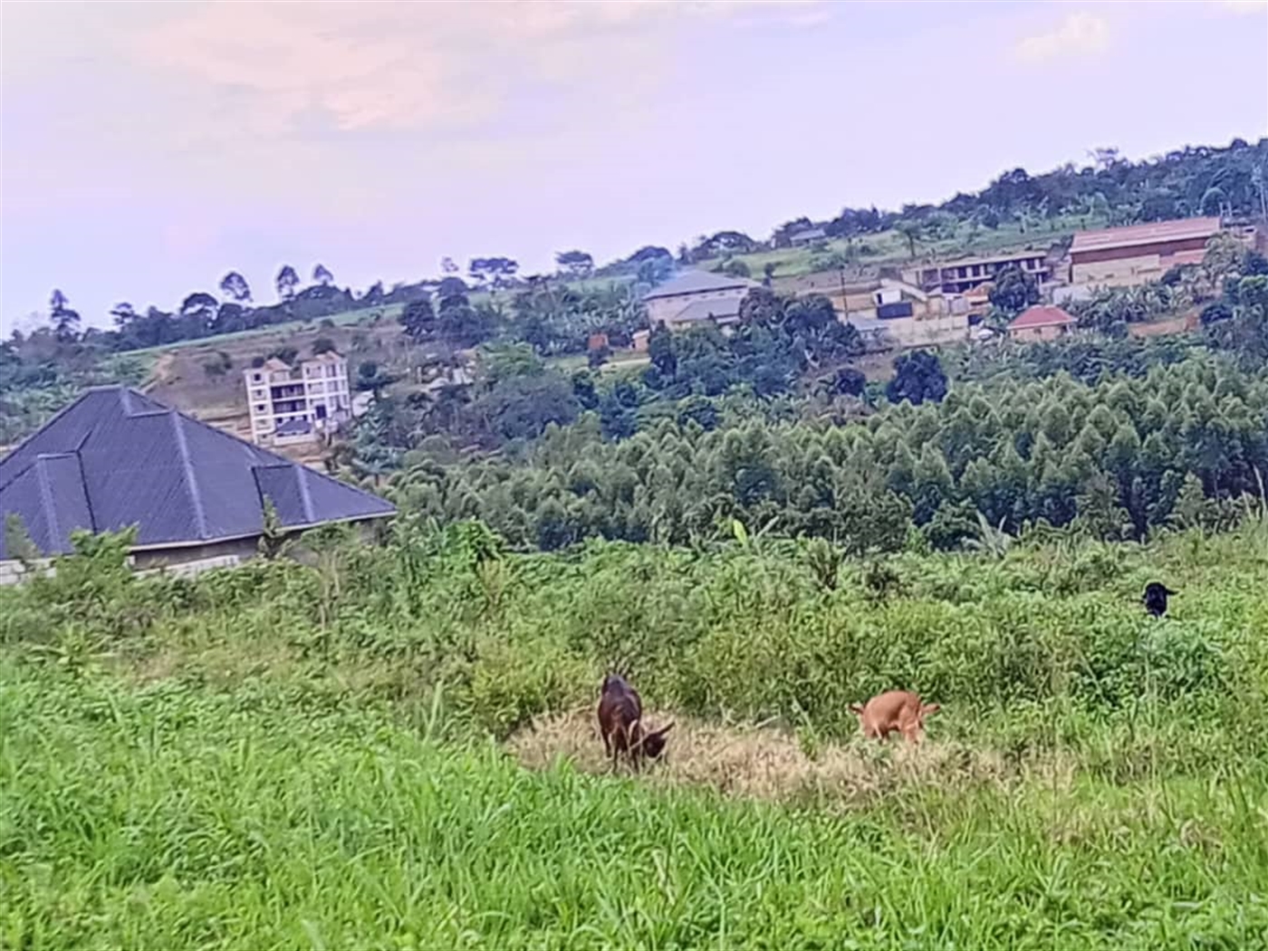 Residential land for sale in Matugga Wakiso Uganda