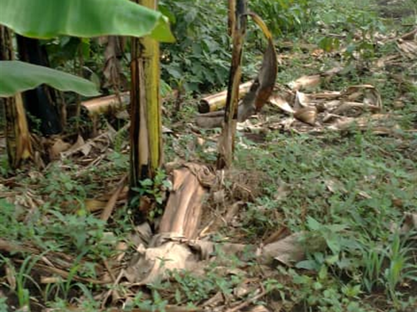 Residential land for sale in Matugga Wakiso Uganda
