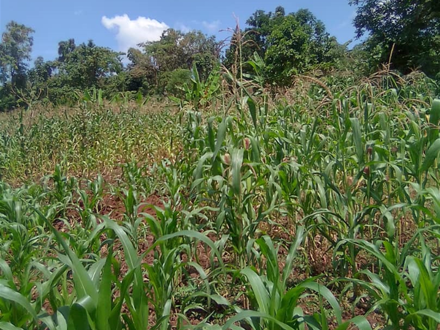 Residential land for sale in Ssemuto Nakaseke Uganda