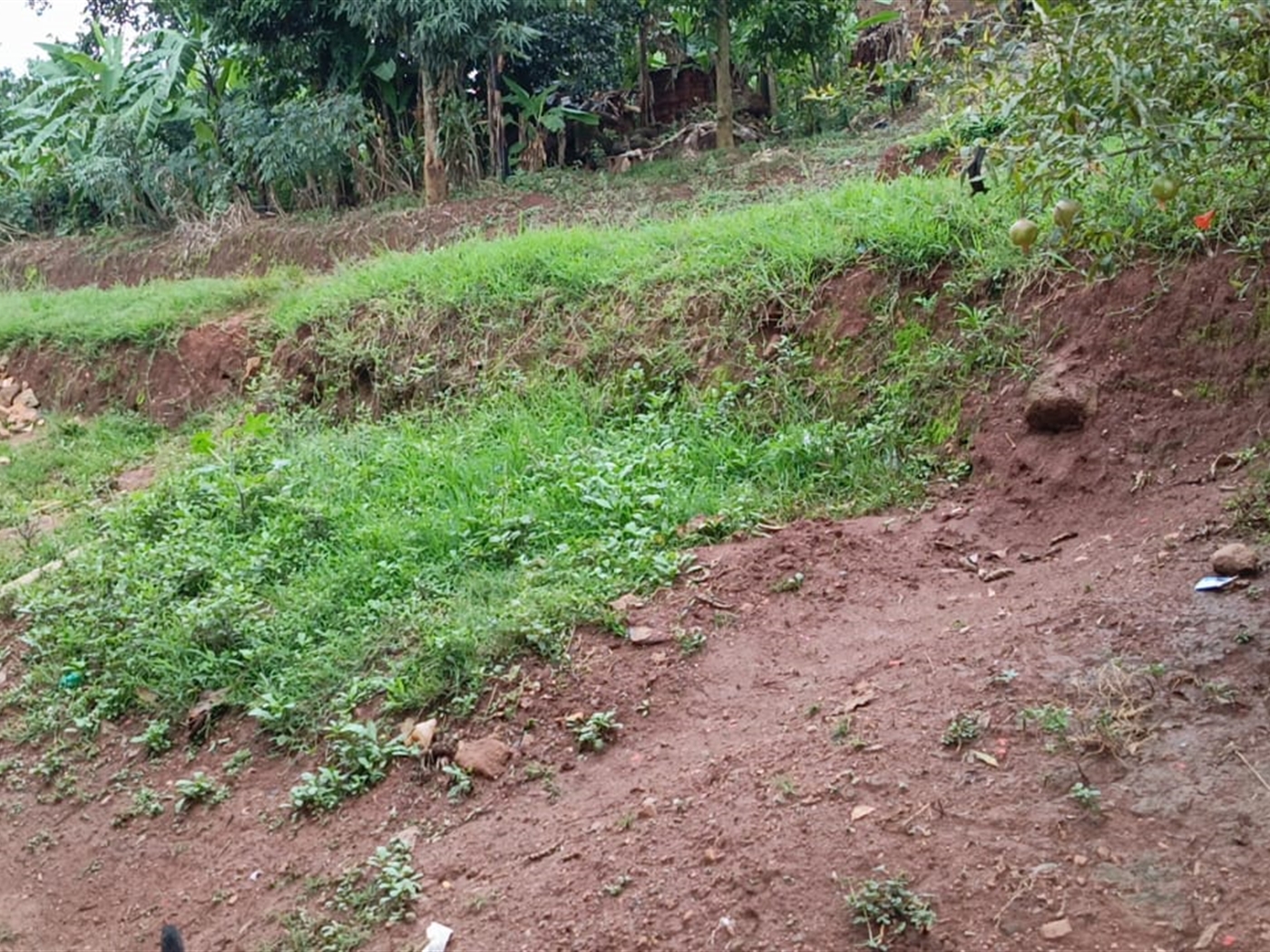 Residential land for sale in Kigo Wakiso Uganda