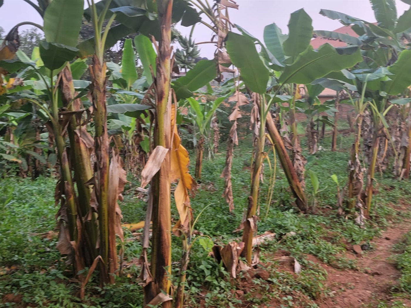 Residential land for sale in Kulambilo Wakiso Uganda