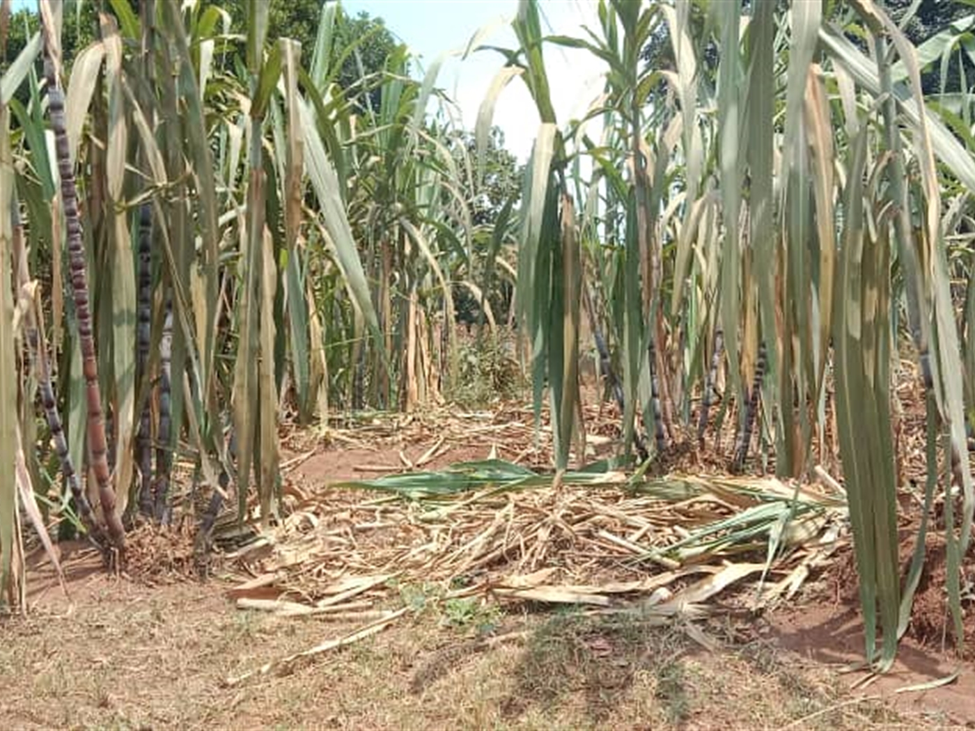 Residential land for sale in Zana Wakiso Uganda