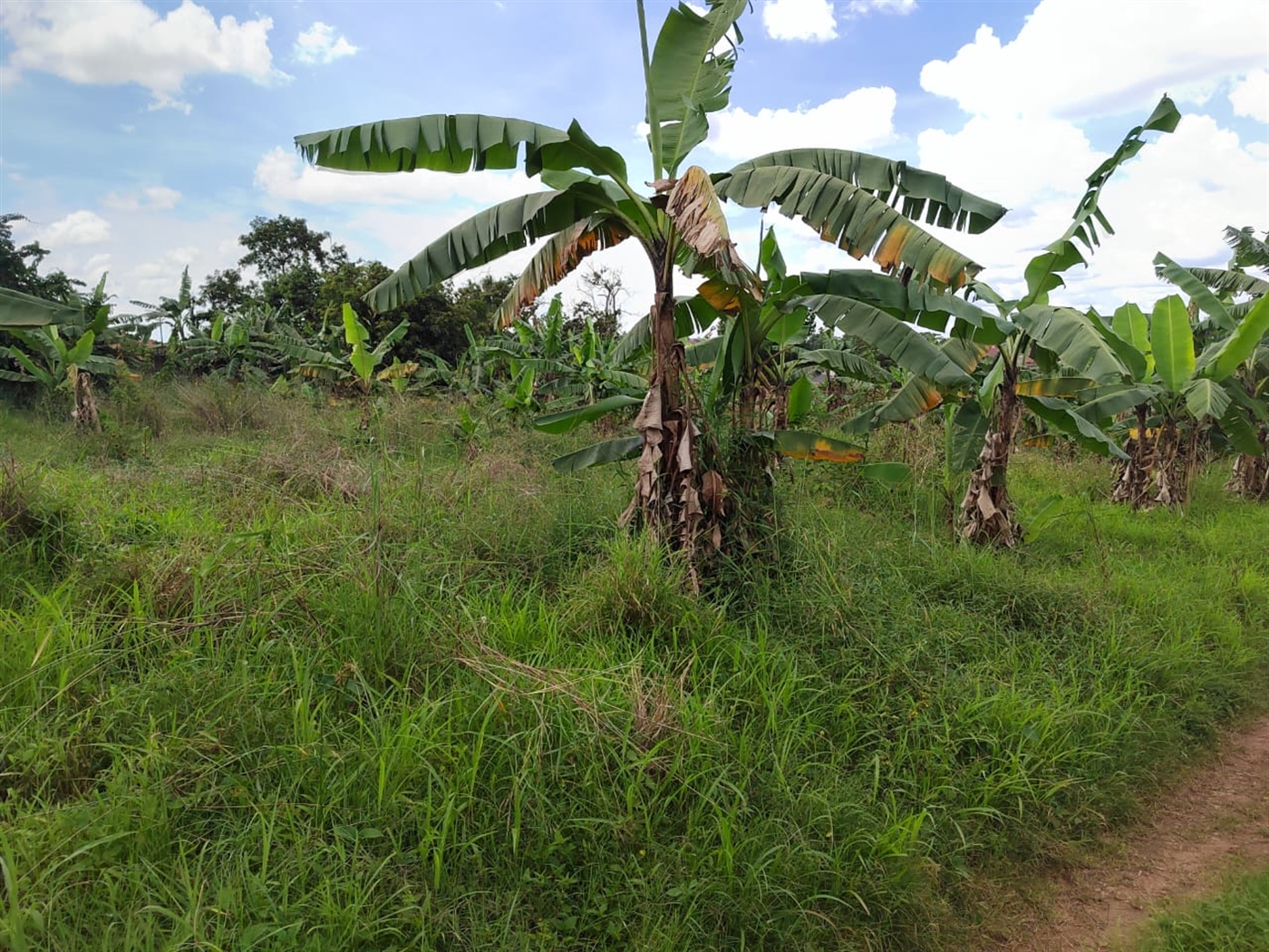 Residential land for sale in Lungujja Kampala Uganda