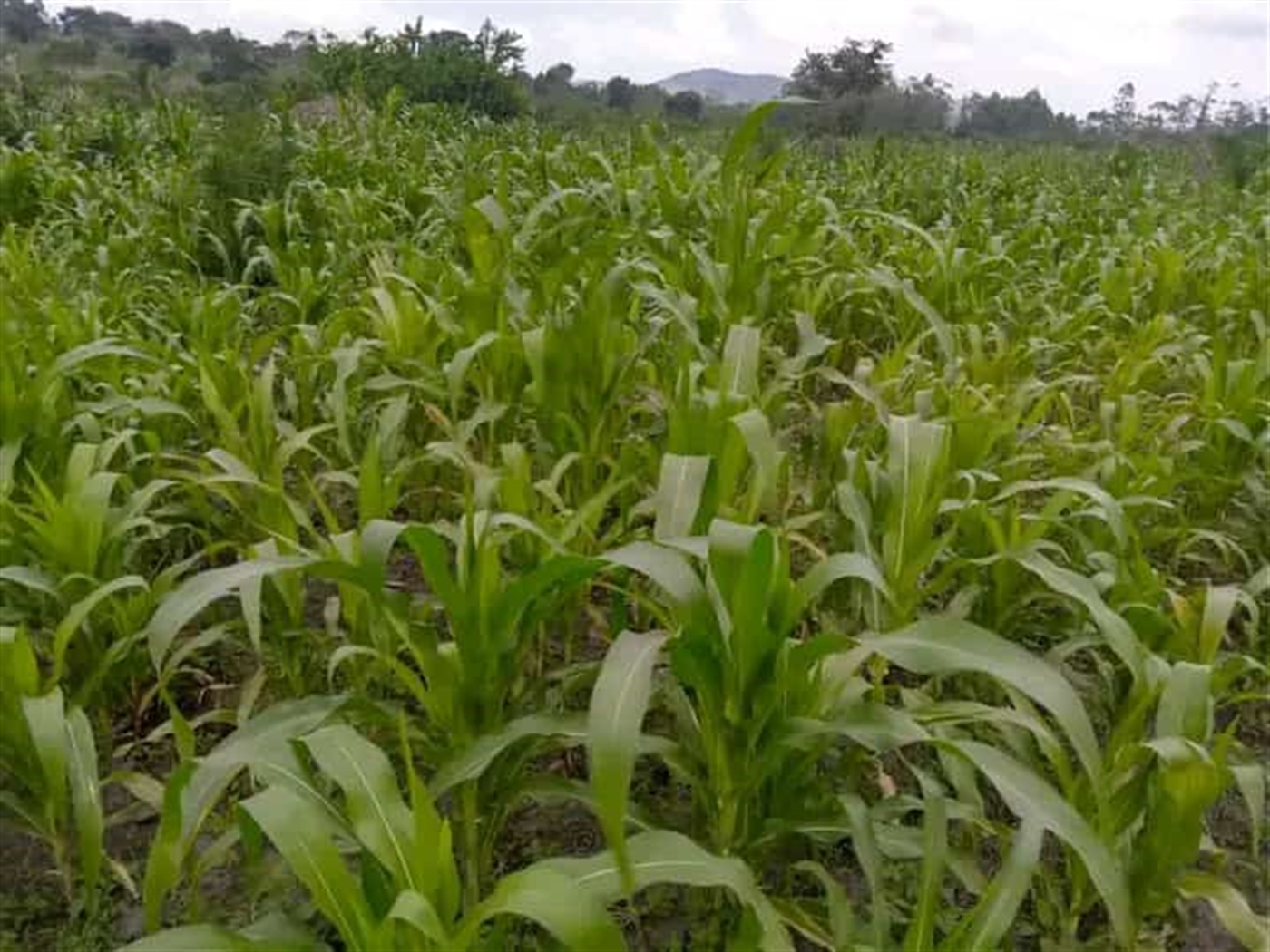 Residential land for sale in Katale Wakiso Uganda