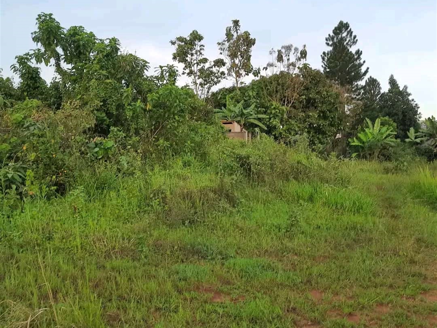 Residential land for sale in Najjera Wakiso Uganda...