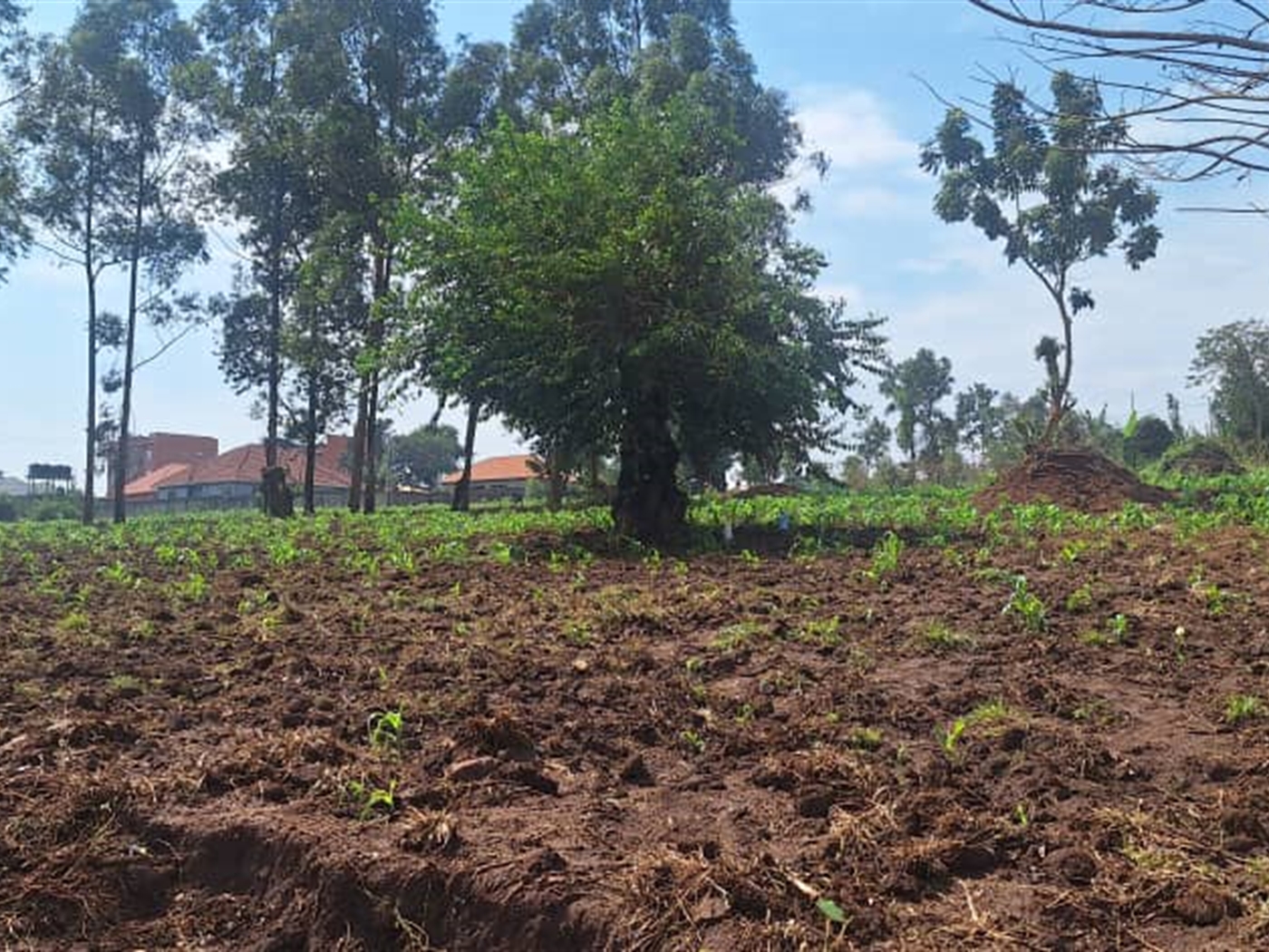 Residential land for sale in Najjera Wakiso Uganda