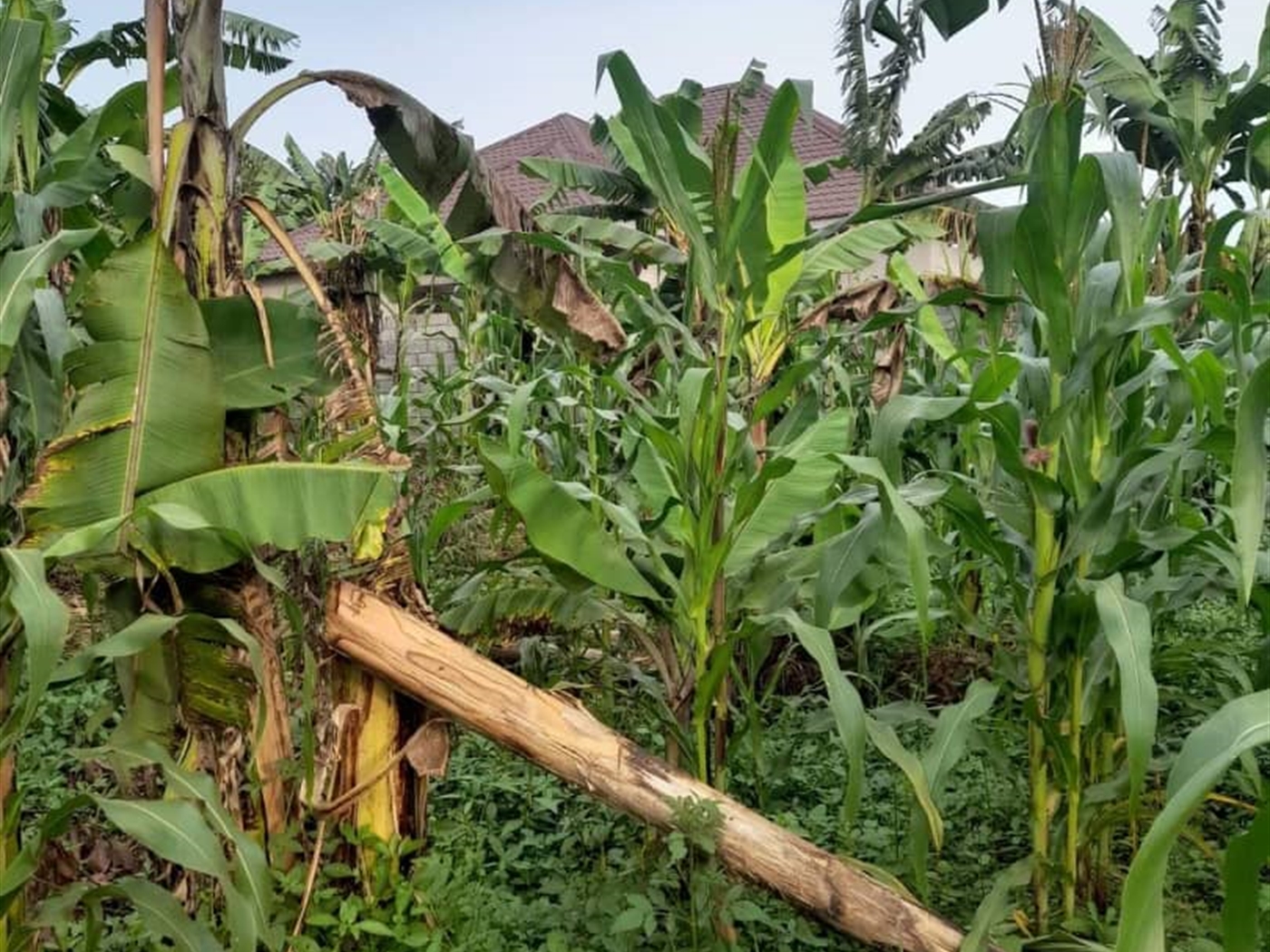 Residential land for sale in Seeta Mukono Uganda