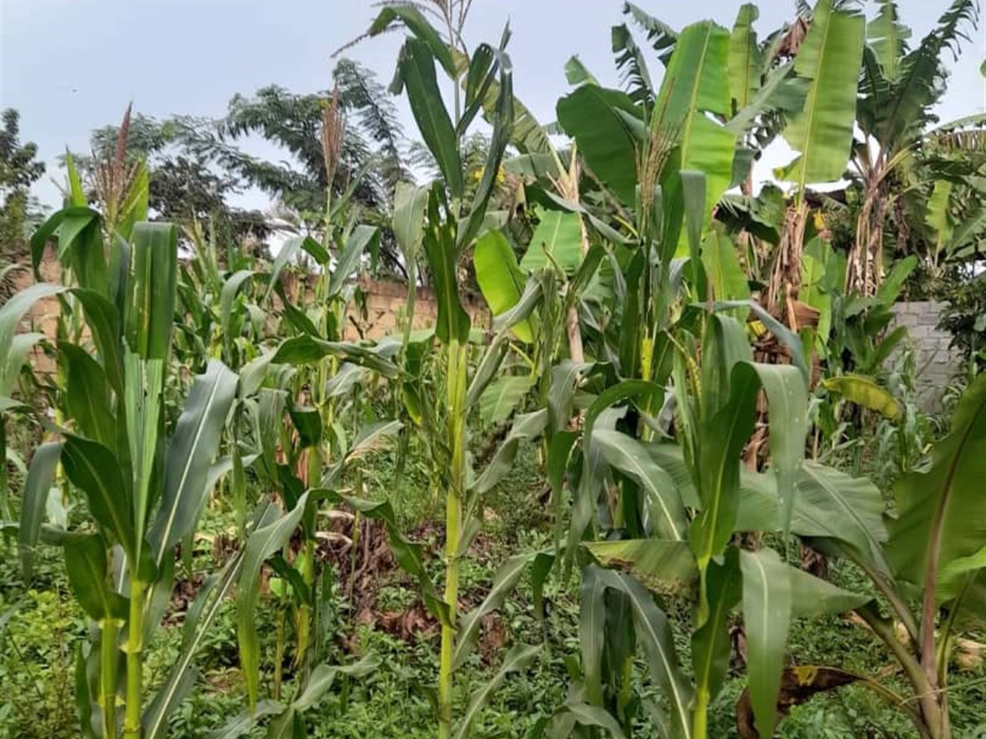 Residential land for sale in Seeta Mukono Uganda