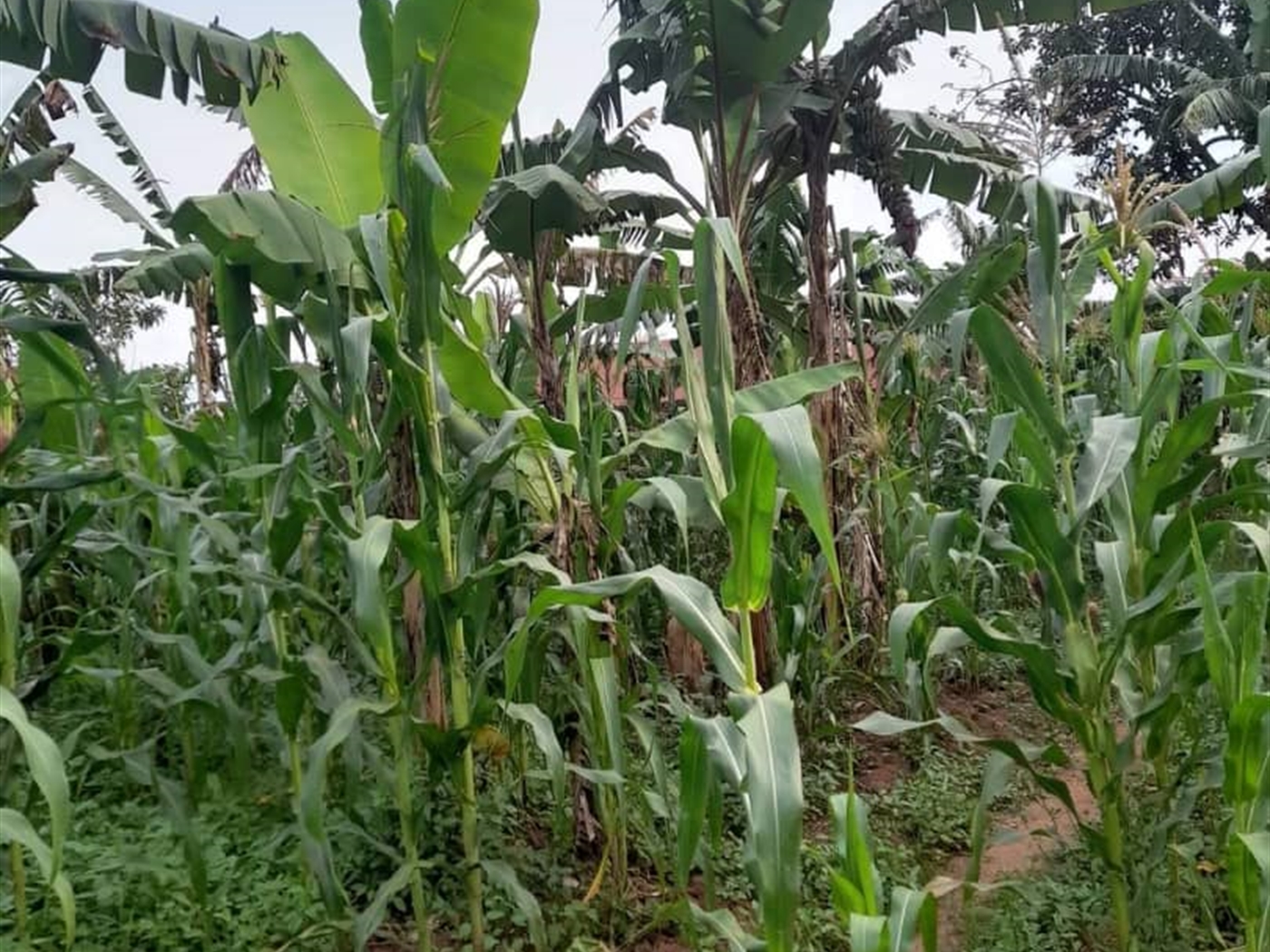 Residential land for sale in Seeta Mukono Uganda
