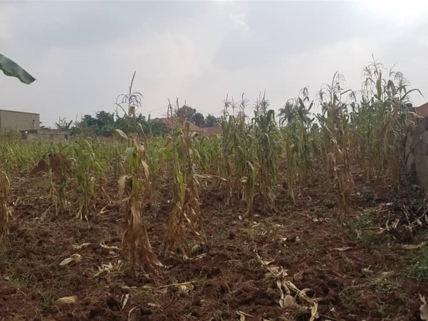 Residential land for sale in Gayaza Wakiso Uganda