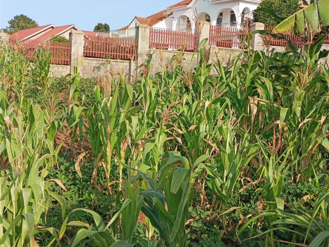 Residential land for sale in Bwebajja Wakiso Uganda