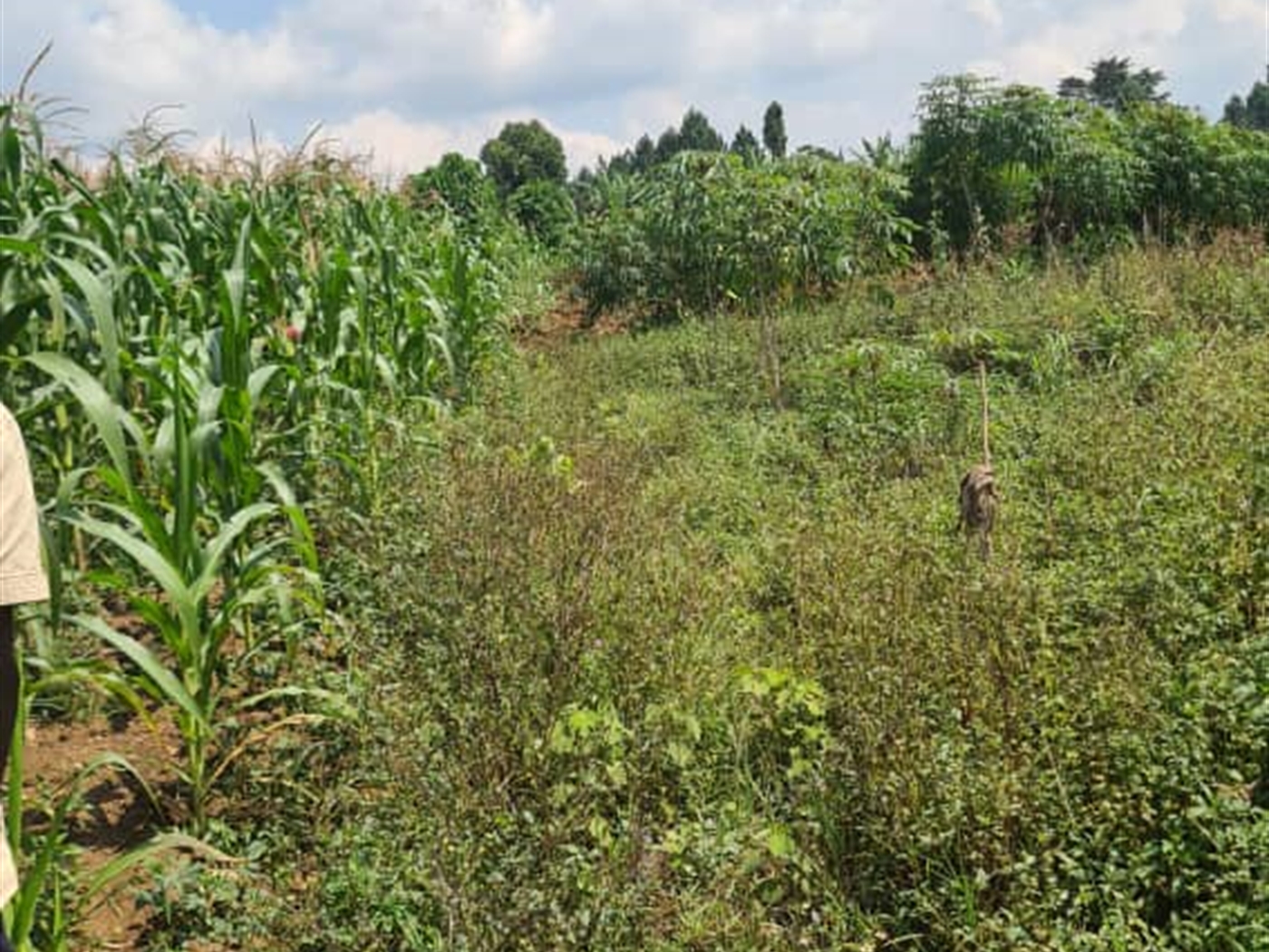 Residential land for sale in Najjembe Jinja Uganda