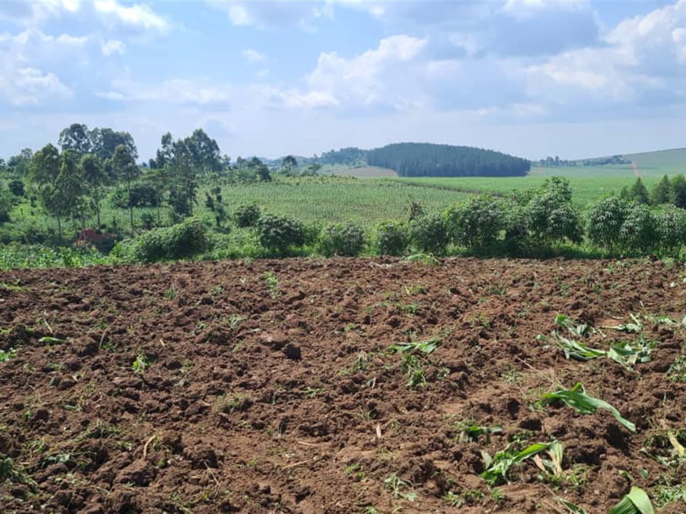 Residential land for sale in Najjembe Jinja Uganda